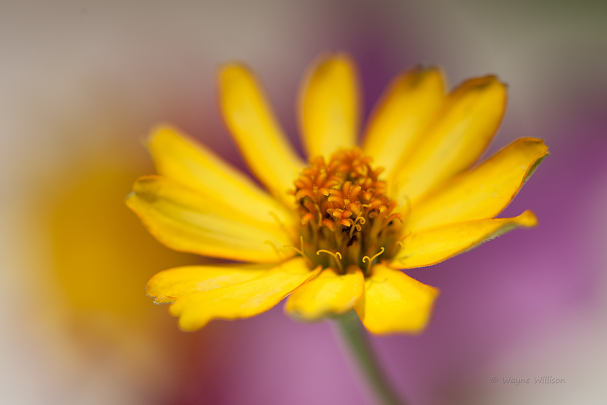 Zinnia