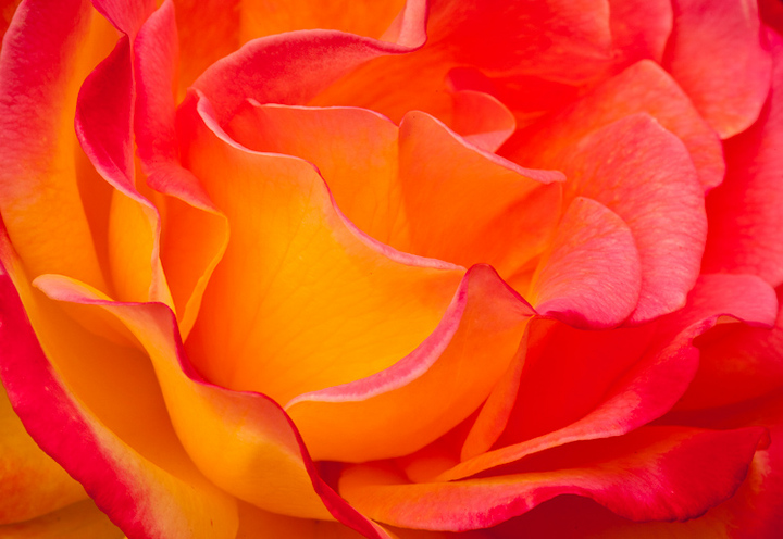 A Rose