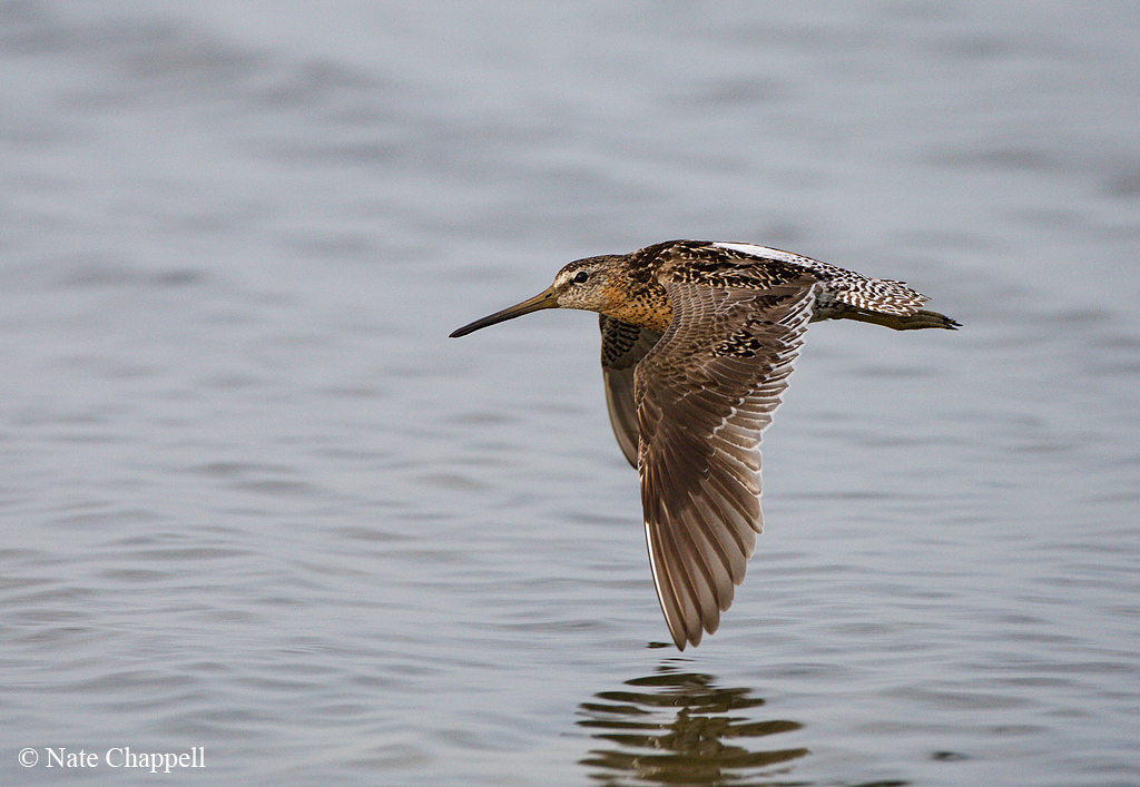 Short-billed Dowitcher