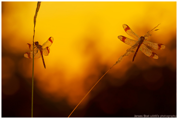 Banded Darters on Fire