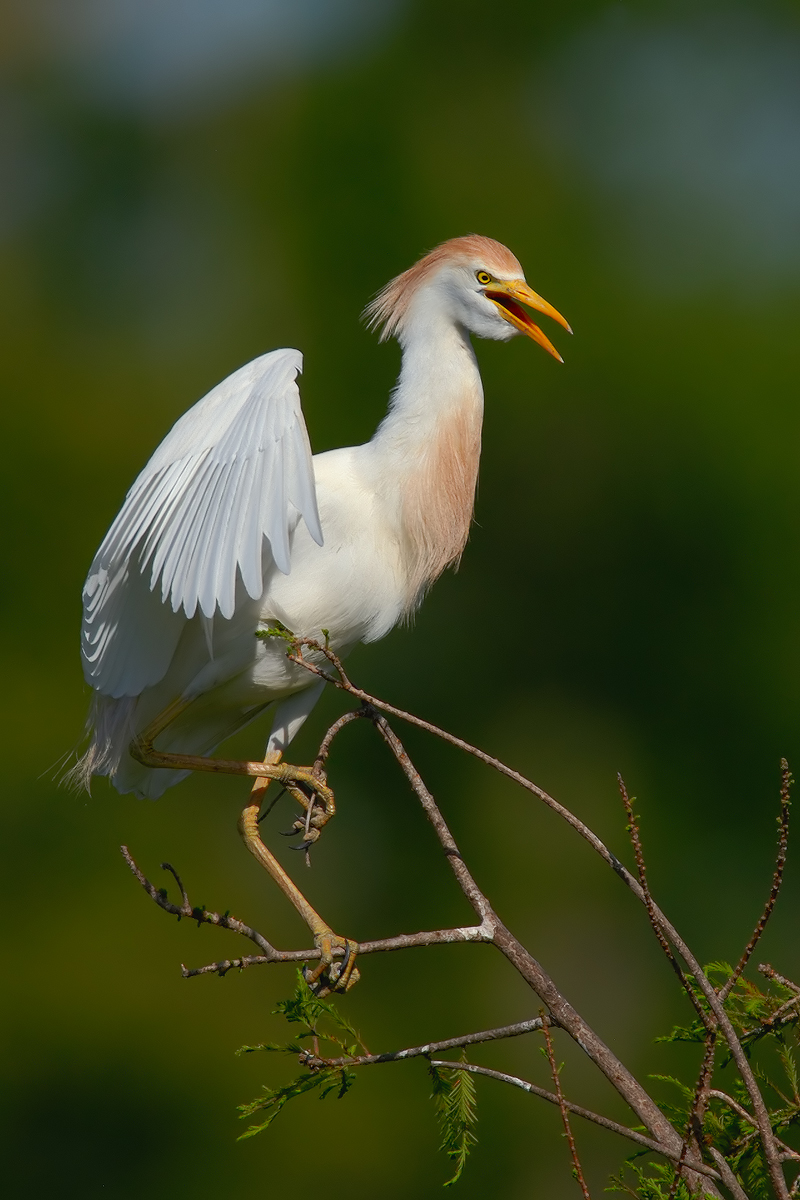 Cattle Egret