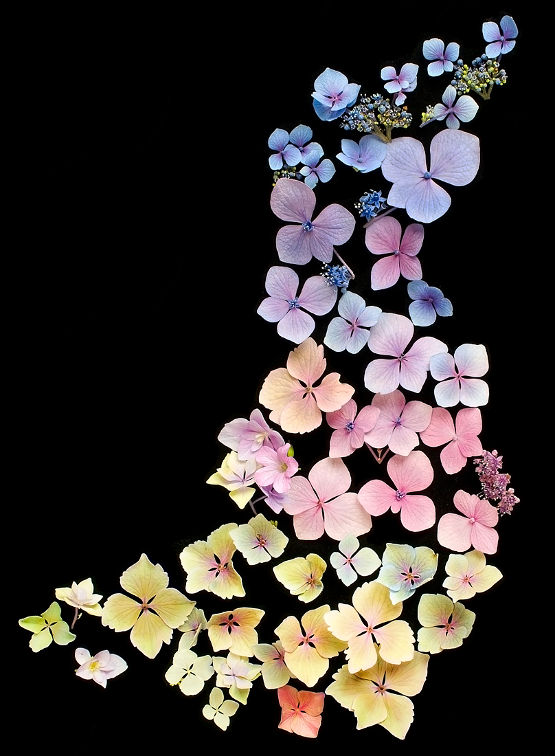 Stardust Hydrangea
