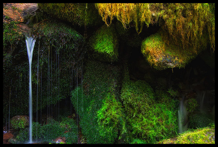 Moss Garden