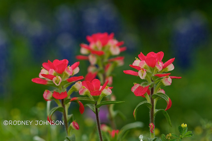 Paintbrush up Close