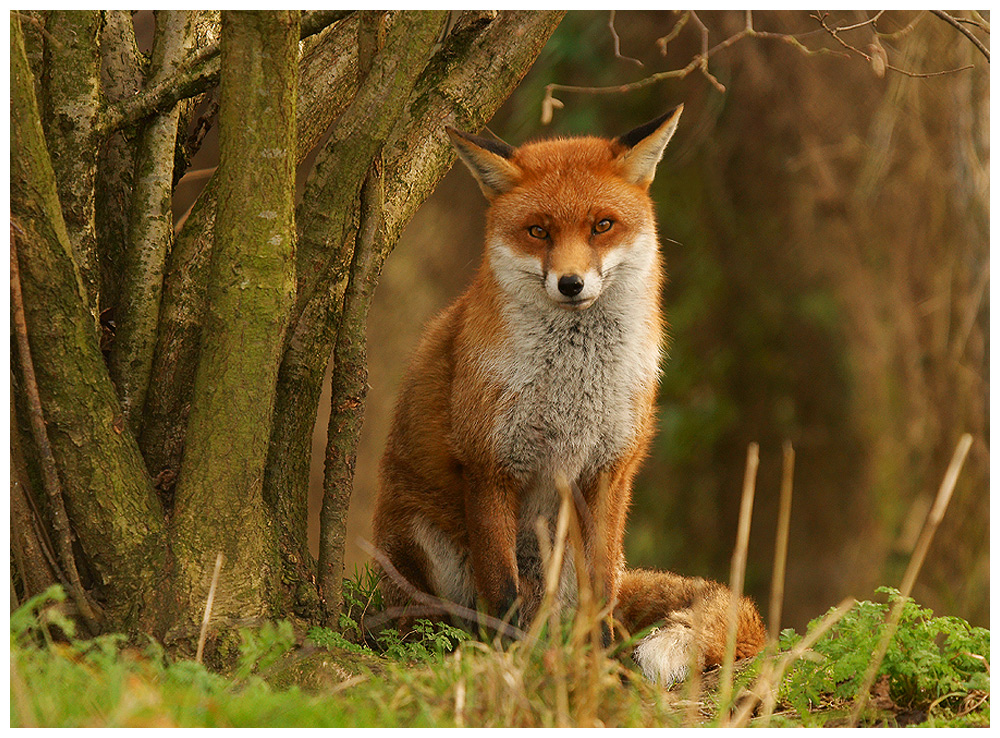 Fox (c) plus re-post(s)