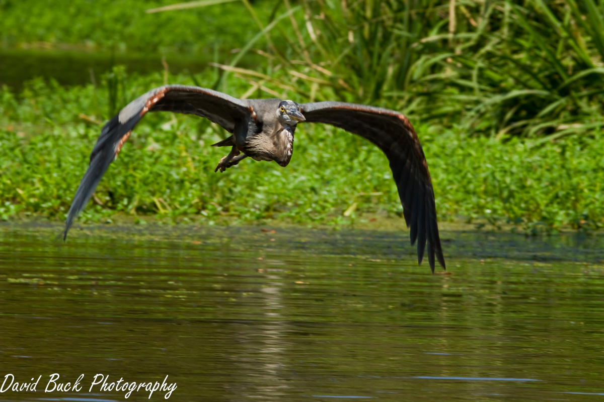 Great Blue Heron
