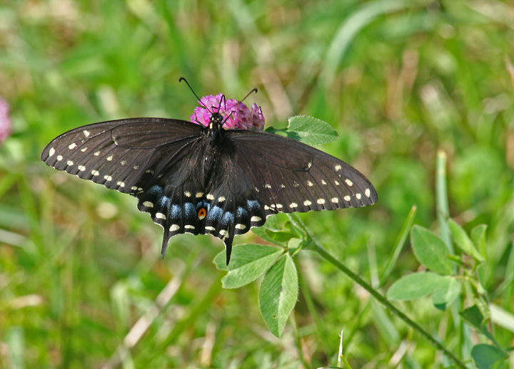 Black Swallowtail