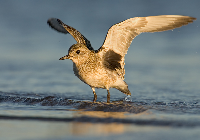 Black-bellied Plover