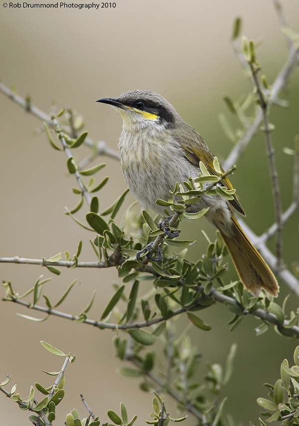 Singing Honeyeater