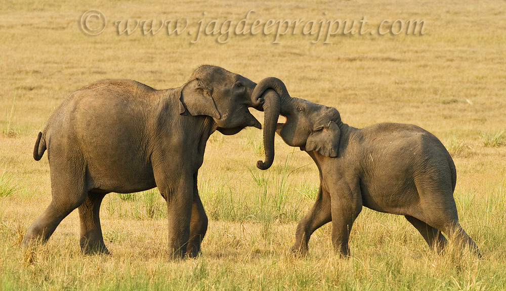 Sparring young Elephants