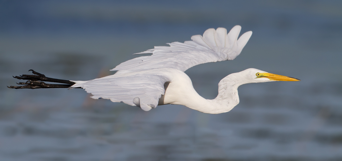 Great egret