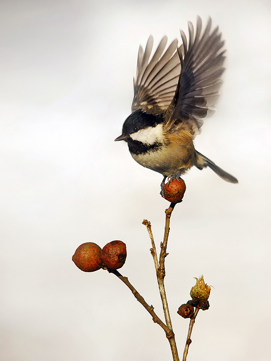 Coal Tit with wings