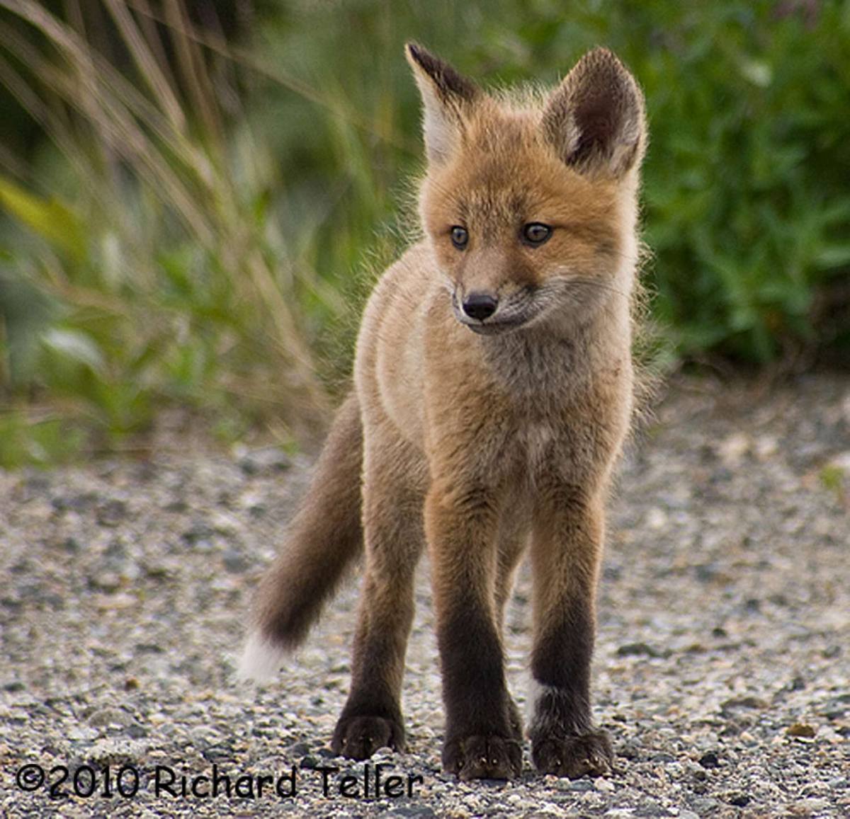 Red fox Pup