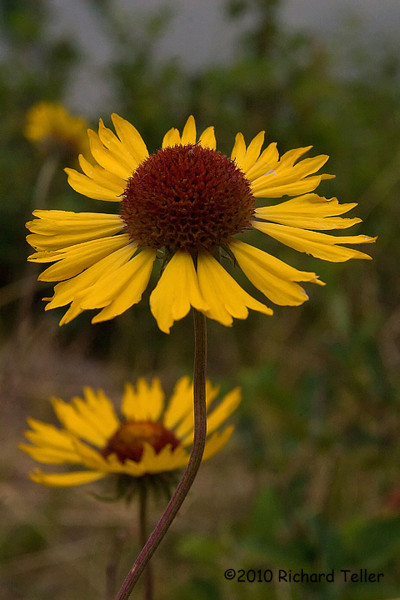 Cone Flower