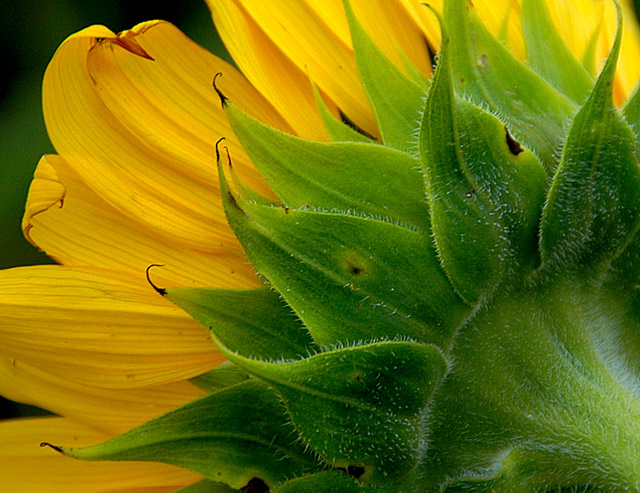 Sunflower Glory
