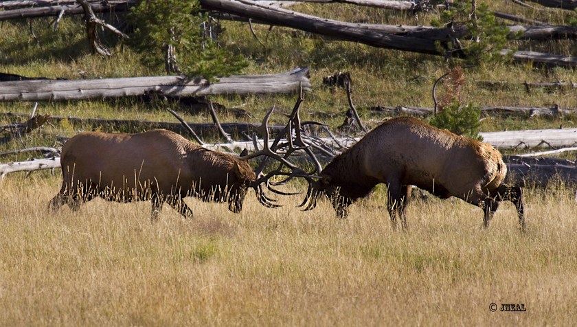 Fighting Bulls