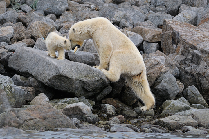 Polar Bear and her cub