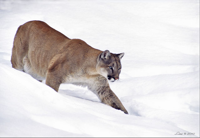 The Hunt