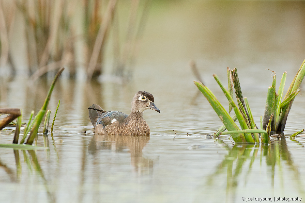 Wood Duck