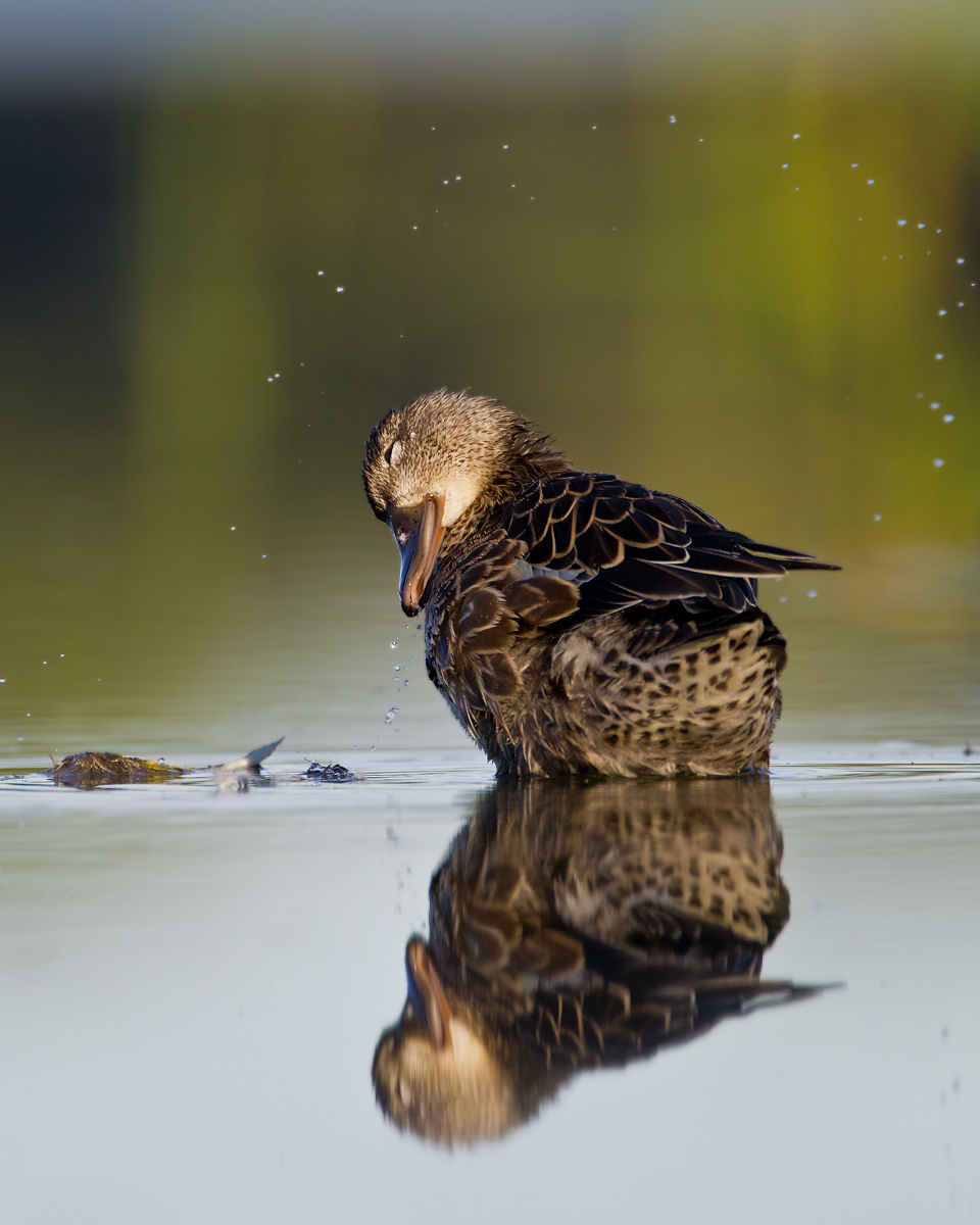 Preening teal