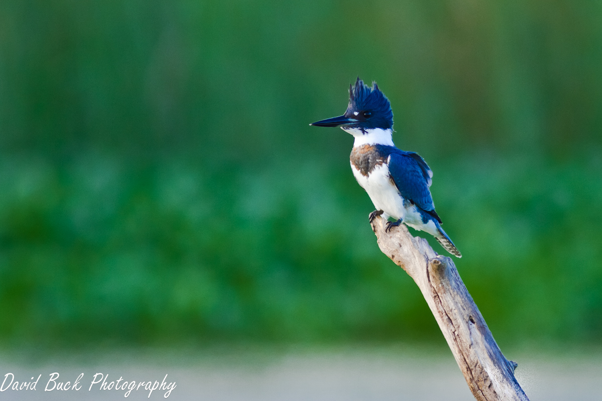 Kingfisher
