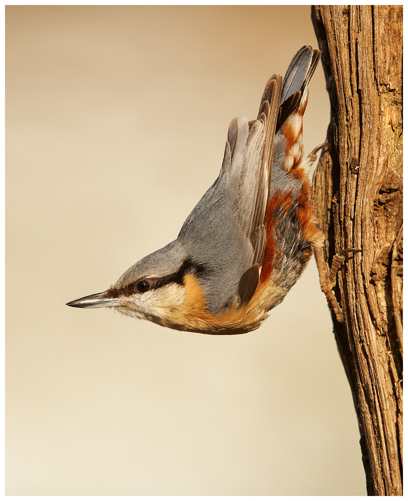 Nuthatch