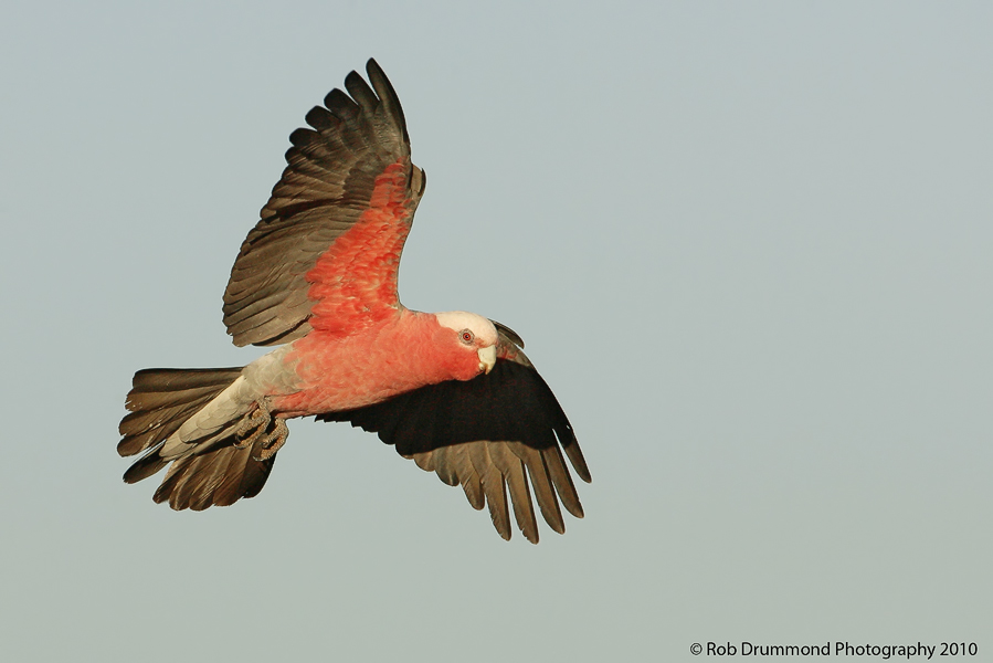 Galah