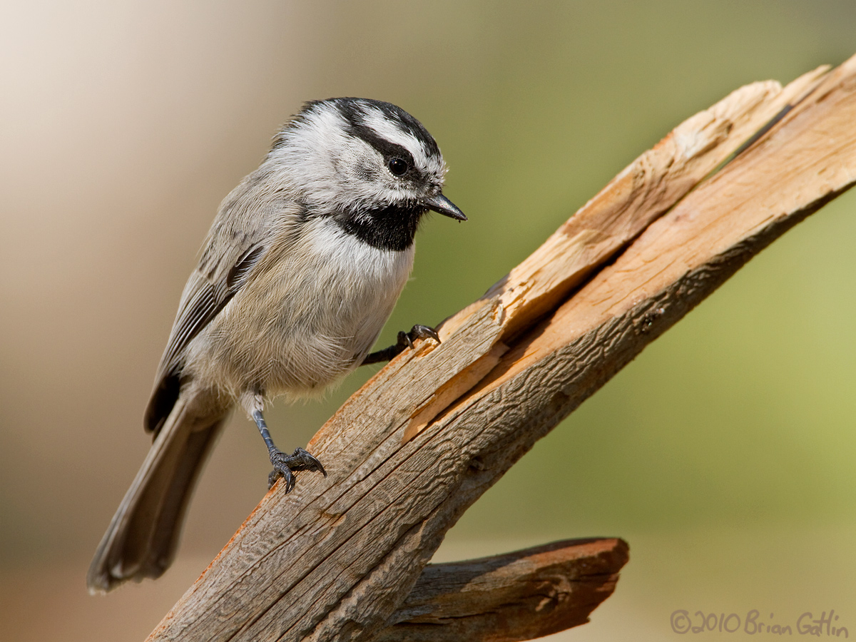 Mountain Chickadee