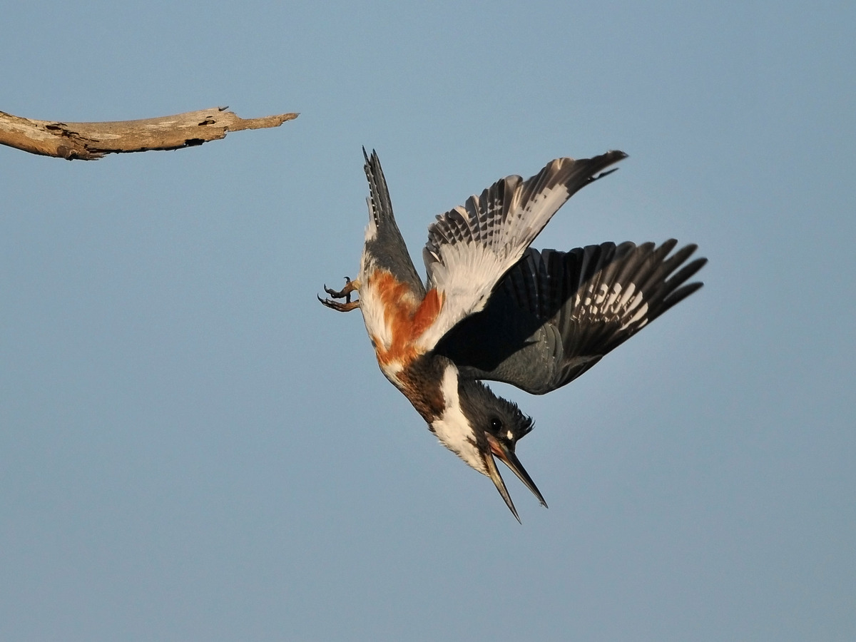 King Fisher Dive