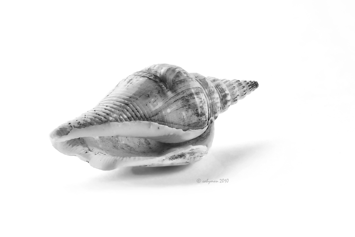 Sea Tossed Whelk