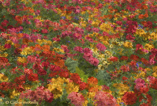 Zinnias a la Monet