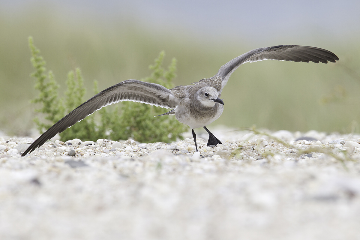 Immature Laughing Gull
