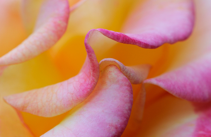 Colorful Swirls