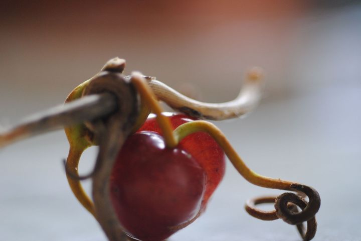 Grape Entwined in Vine
