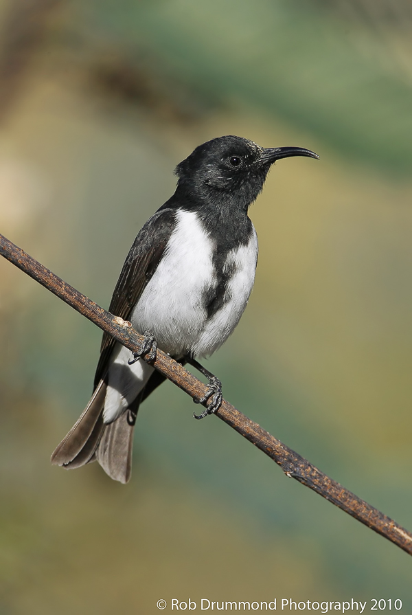 Black Honeyeater