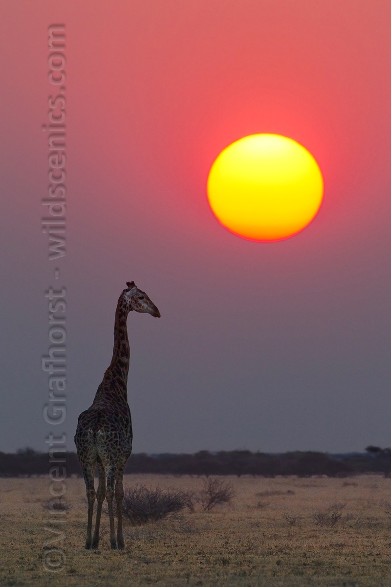 African Icon