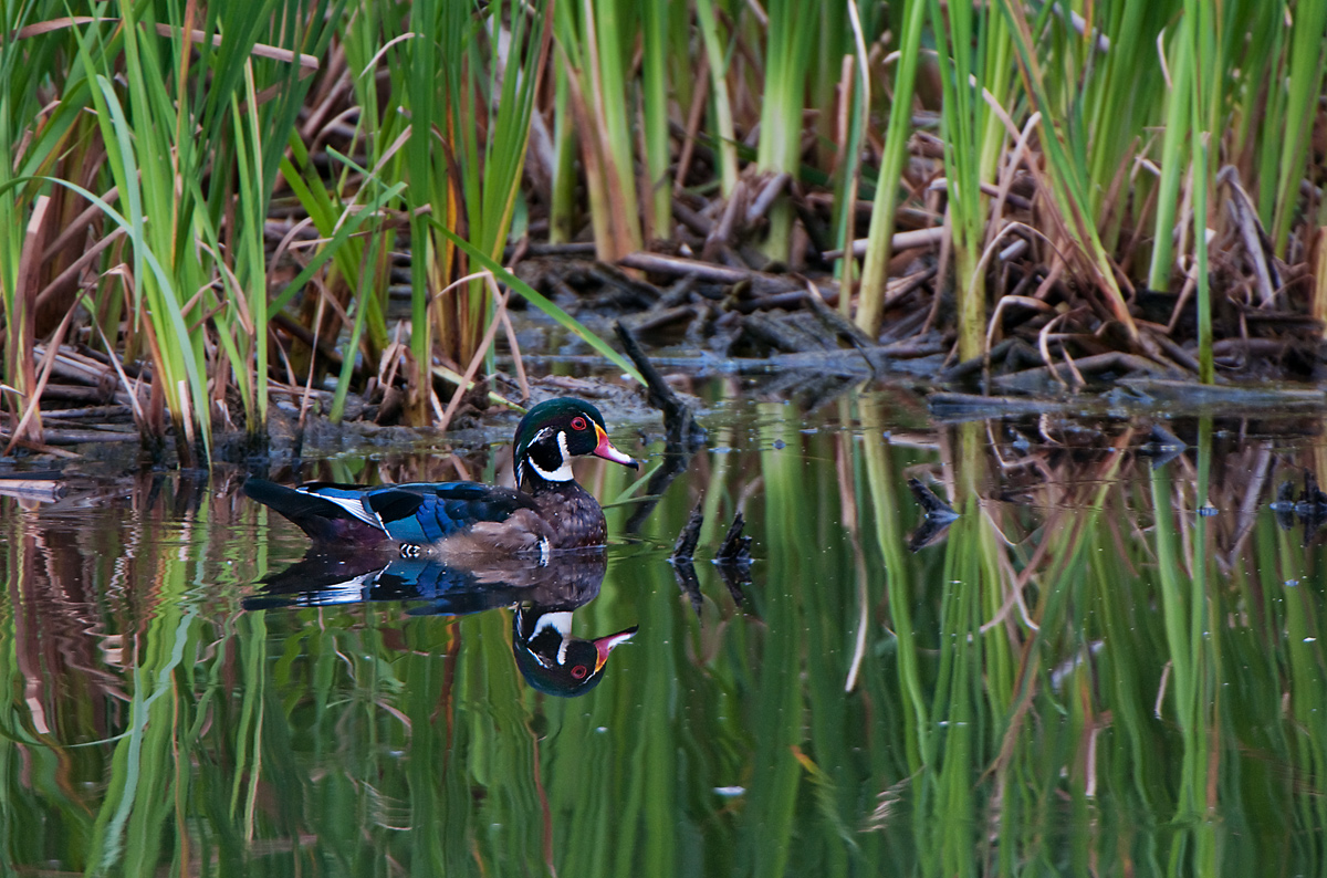 Woody Reflections