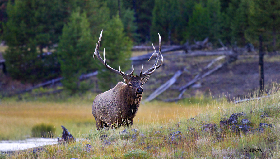 Evening Bull 