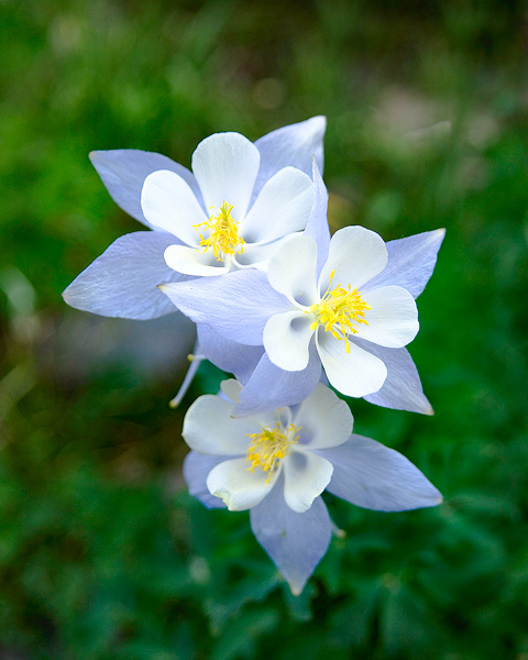 Columbines