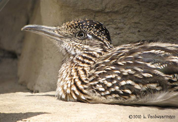 WC 449 raptor wild/RR captive 