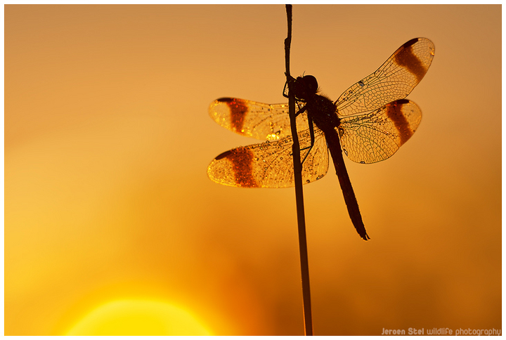 Banded Darter Sunrise