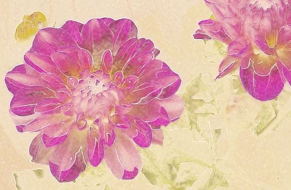 zinnia variation