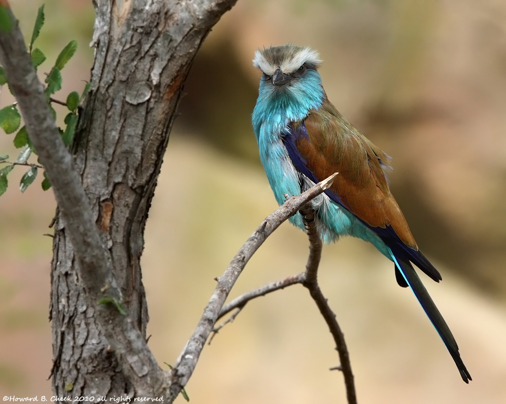 Racket-tailed Roller