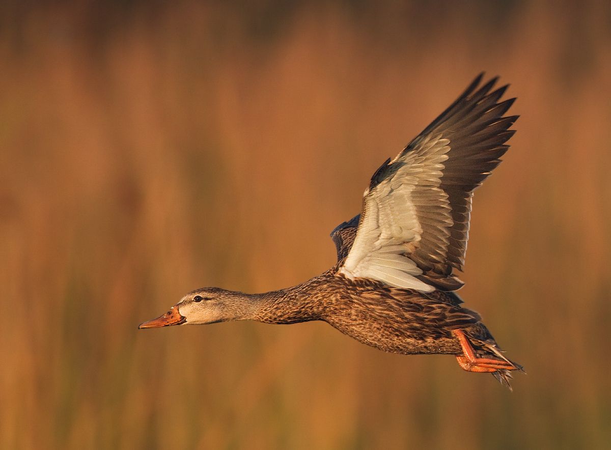 mottled duck