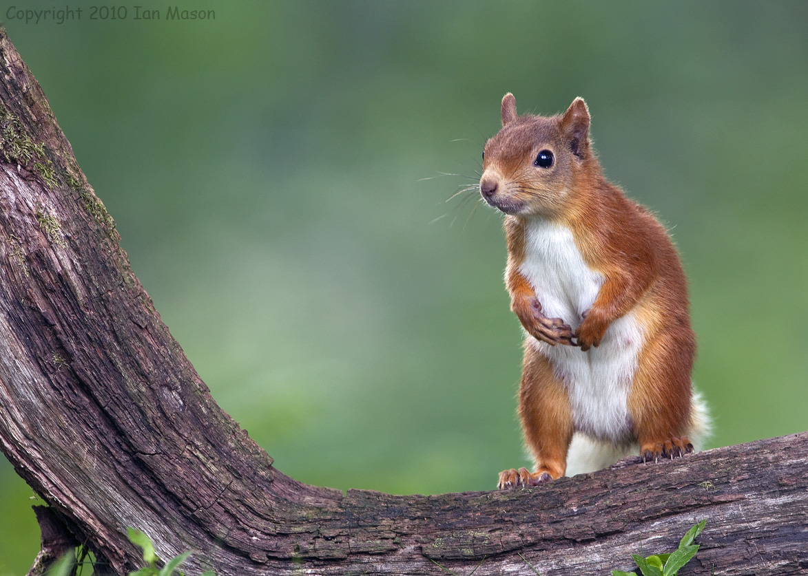 Red Squirrel