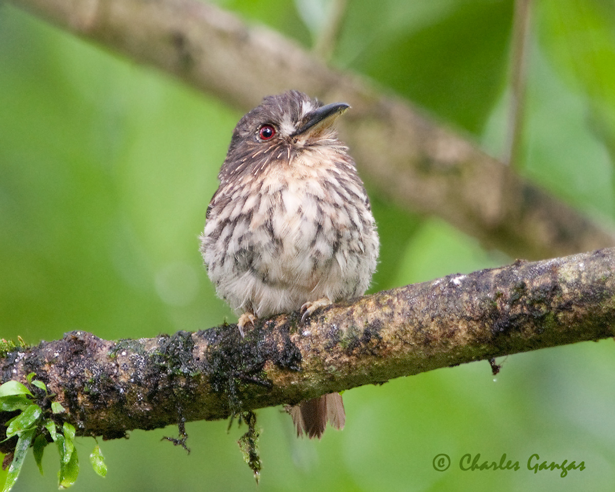 White-whiskered Puffbird