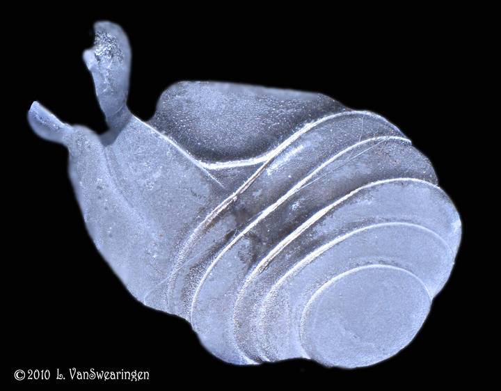 Ice Conch