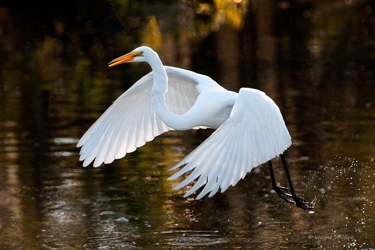 Skipping Over Water