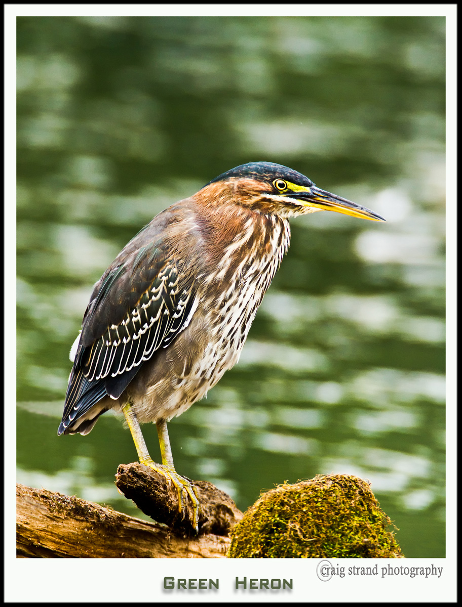 Patient Heron
