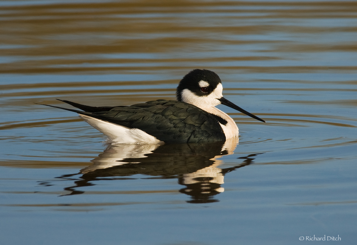 Black-necked Stilt